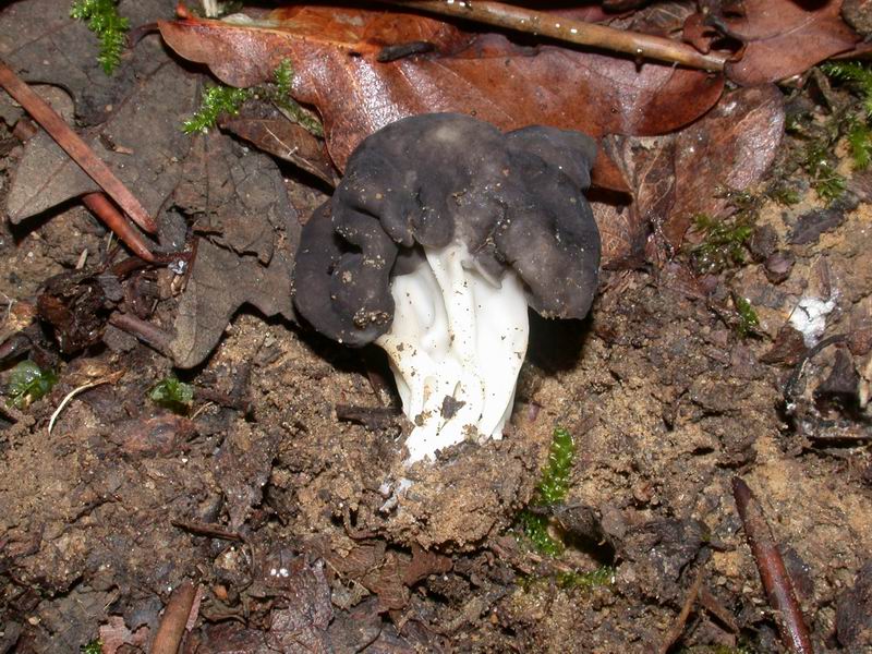 Una  Hevella  - Quale ?